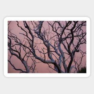 Branching out in Pink at Magpie Springs by Avril Thomas Sticker